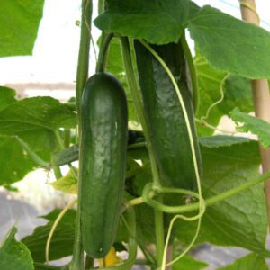 Cucumber Muncher Organic Seeds