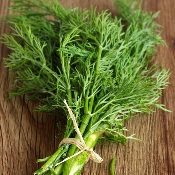 Dill Bouquet Organic Seeds - Heirloom, Open Pollinated Non GMO Grow the organic vegetables yourself Free shipping throughout the USA