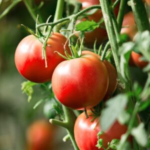 Floradade Tomato Organic Seeds