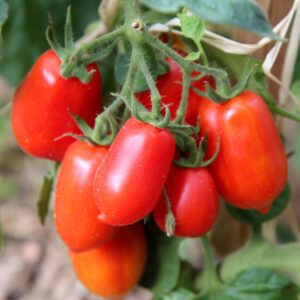 Roma Tomato Organic Seeds