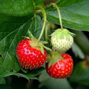 Strawberry Organic Seeds - Heirloom, Open Pollinated, Non GMO - Grow Indoors- Outdoors