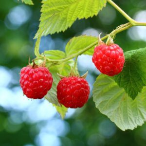 Raspberry Organic Seeds