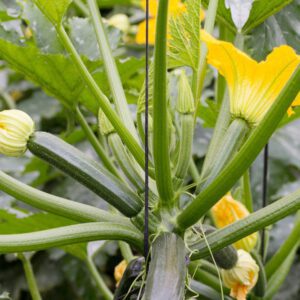 Grey Zucchini Organic Seeds