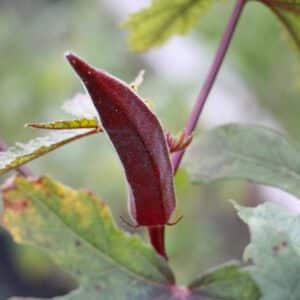 Red Okra Organic Seeds