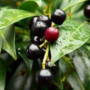 Black Cherry Organic Seeds