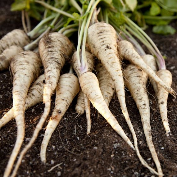 how to grow organic white carrots