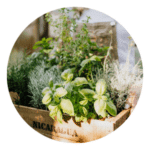 Organic Herbs Grow