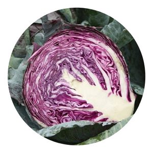 How to Grow Red Cabbage - Growing Life Organic