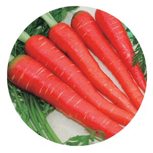 grow red carrots