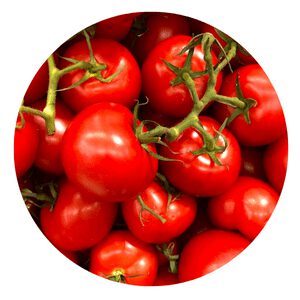 Plant Tomatoes in Denver
