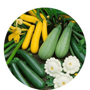 When Should I Plant Zucchini in Southern California