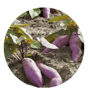 Grow Sweet Potatoes in California