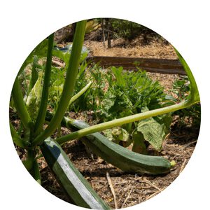 Grow Zucchini Year Round in Southern California