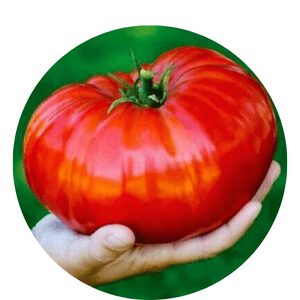 Tomatoes Year Round In California