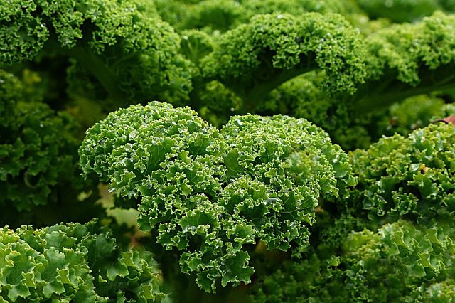 How to Grow Kale Indoors and in the Garden
