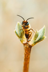 Bees benefits garden