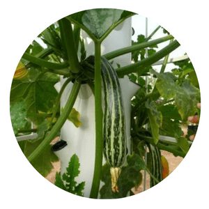 Grow Zucchini Hydroponically