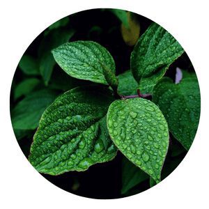 grow mint hydroponically