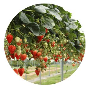 Grow Strawberries Hydroponically