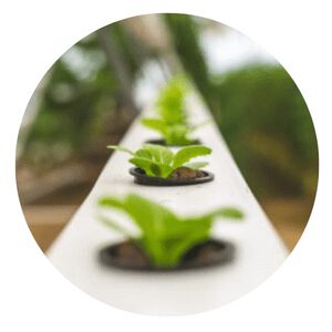 grow lettuce hydroponically