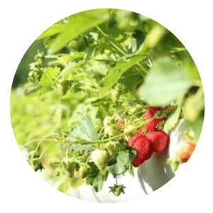 grow strawberry hydroponically