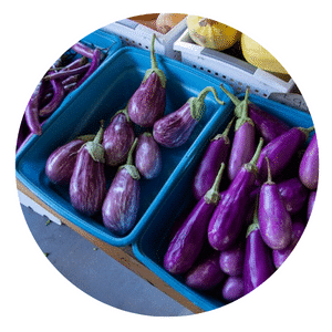 Colorado Eggplant organic grow