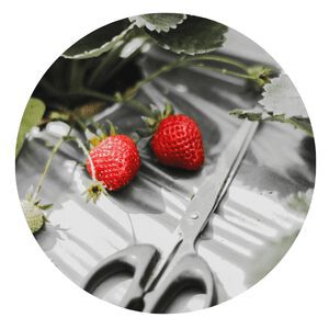 Grow Strawberries in Florida