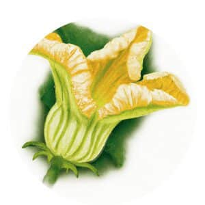 Zucchini Flowers to Your Garden and Kitchen