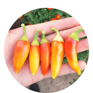 grow peppers year round in California