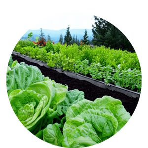 Grow Lettuce in Canada
