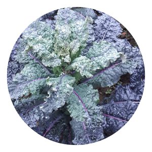 Grow Dazzling Blue Kale