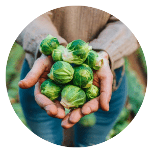 Grow Brussels Sprouts in Canada