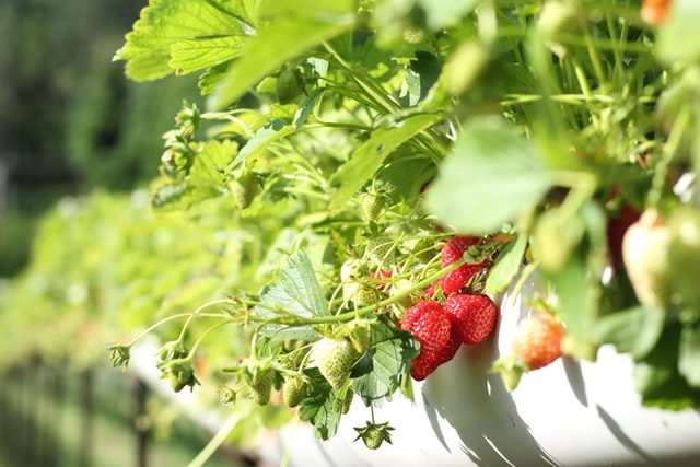 How To Grow Organic Strawberry