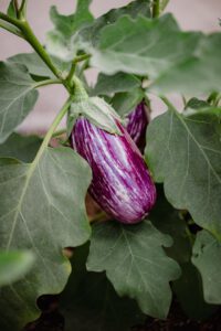 how to grow organic eggplant