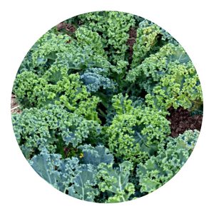 Vates Blue Scots Curled Kale