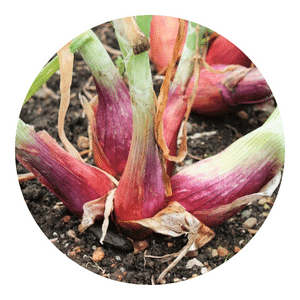 French Pink Shallot