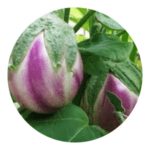Rosa Bianca Eggplant