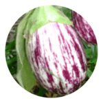 Calliope Eggplant