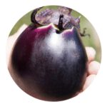 Kamo Eggplant
