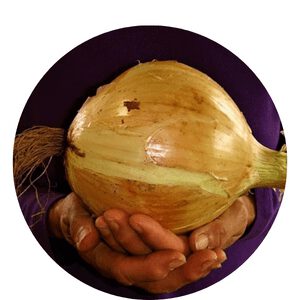organic onion seeds