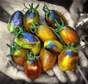 Heirloom Vs Hybrid Tomatoes