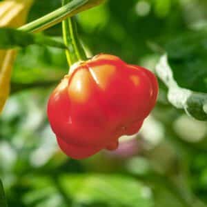 Habanero Pepper Organic Seeds