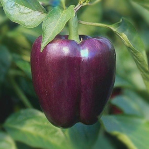 Purple Pepper Organic Seeds