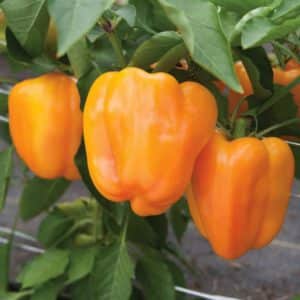 Sweet Orange Pepper Organic Seeds