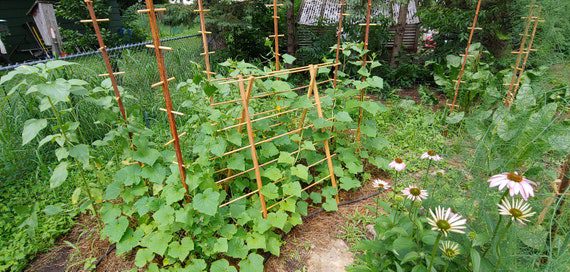 Climbing Plant Support Frame