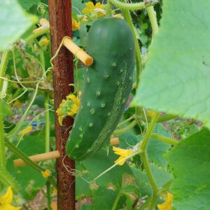 cucumber plant climbing frame