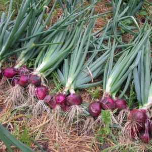 Red Onion Organic Seeds