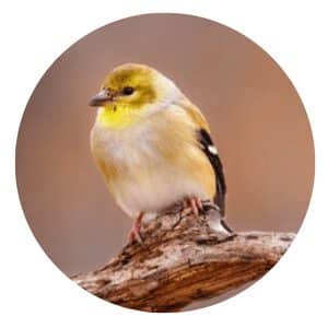 American Goldfinch birdhouse