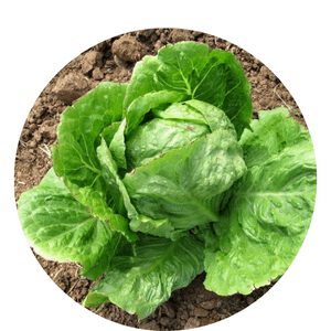 Organic Lettuce Seeds