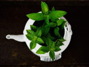 How To Grow Organic Mint